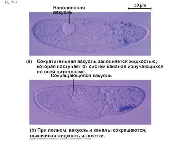 Fig. 7-14 Наполненная вакуоль 50 µm Сократительная вакуоль заполняется жидкостью, которая поступает