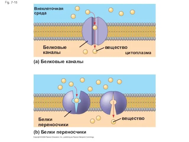 Fig. 7-15 Внеклеточная среда Белковые каналы (a) Белковые каналы вещество цитоплазма вещество