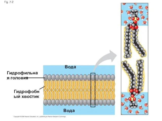 Fig. 7-2 Гидрофильная головка Вода Гидрофобный хвостик Вода