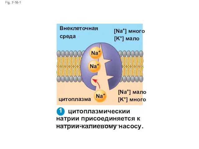 Fig. 7-16-1 Внеклеточная среда [Na+] много [K+] мало Na+ Na+ Na+ [Na+]