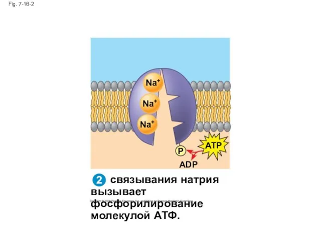 связывания натрия вызывает фосфорилирование молекулой АТФ. Fig. 7-16-2 Na+ Na+ Na+ ATP P ADP 2