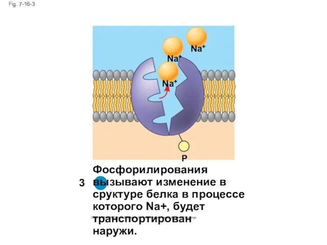 Fig. 7-16-3 Фосфорилирования вызывают изменение в сруктуре белка в процессе которого Na+,