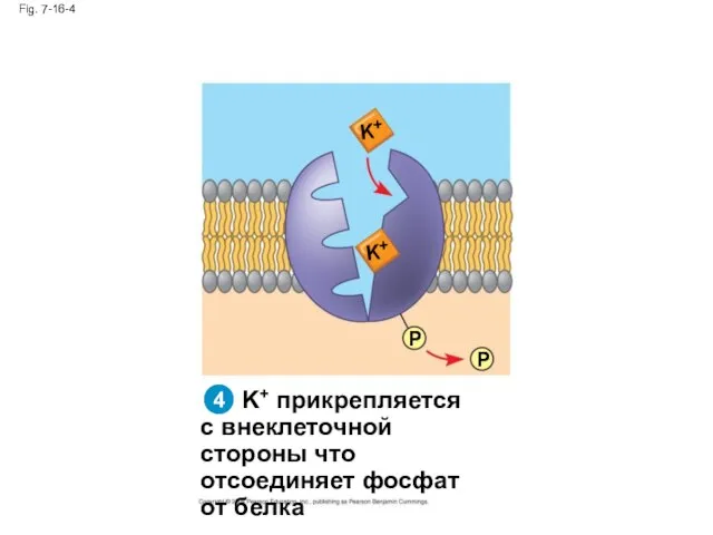 Fig. 7-16-4 K+ прикрепляется с внеклеточной стороны что отсоединяет фосфат от белка