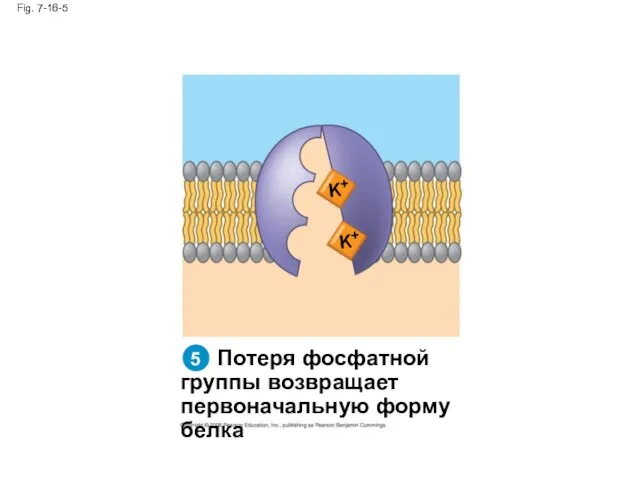 Fig. 7-16-5 Потеря фосфатной группы возвращает первоначальную форму белка K+ K+ 5