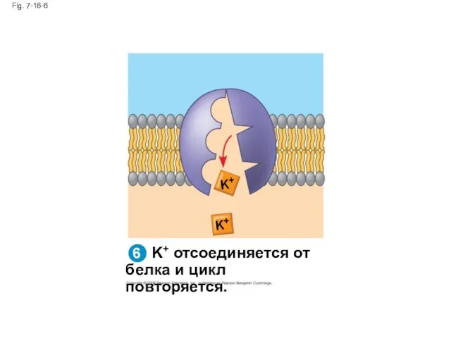 Fig. 7-16-6 K+ отсоединяется от белка и цикл повторяется. K+ K+ 6