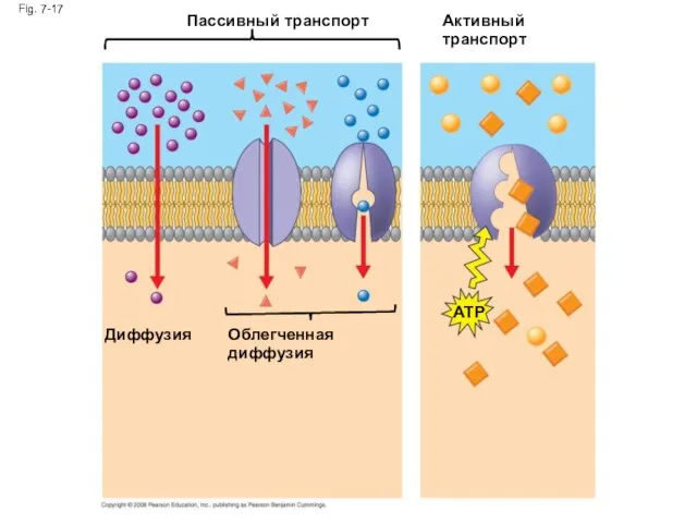 Fig. 7-17 Пассивный транспорт Диффузия Облегченная диффузия Активный транспорт ATP