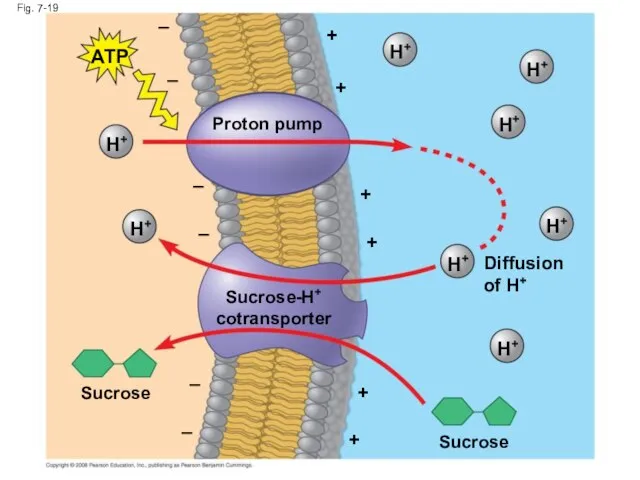 Fig. 7-19 Proton pump – – – – – – + +