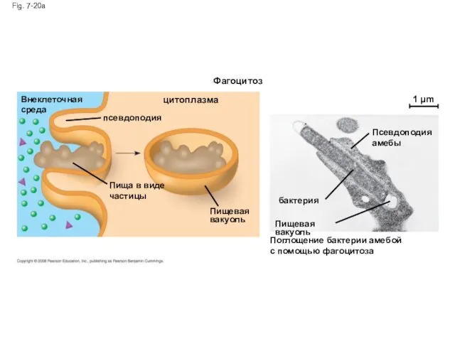 Fig. 7-20a Фагоцитоз цитоплазма Внеклеточная среда псевдоподия Пища в виде частицы Пищевая