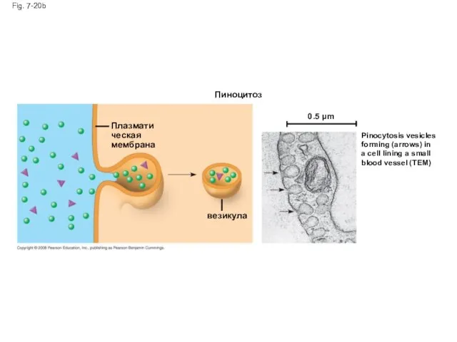 Fig. 7-20b Пиноцитоз Плазматическая мембрана везикула 0.5 µm Pinocytosis vesicles forming (arrows)