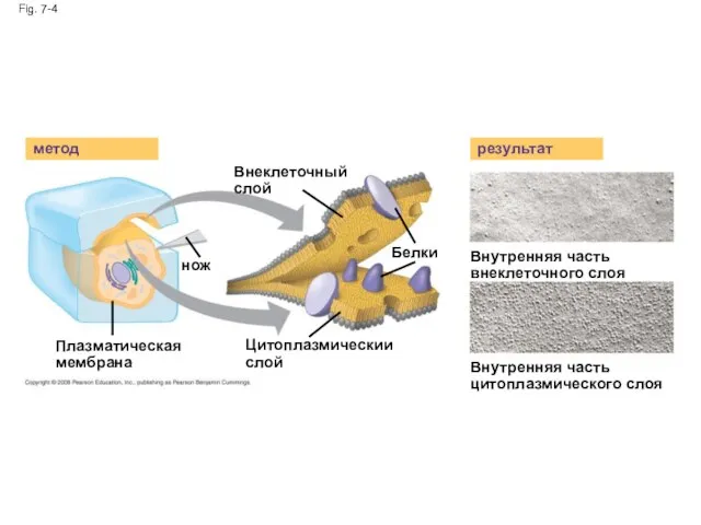 Fig. 7-4 метод Внеклеточный слой нож Белки Внутренняя часть внеклеточного слоя результат