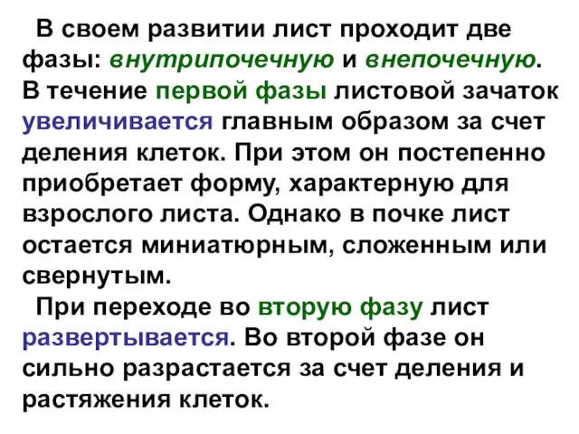 В своем развитии лист проходит две фазы: внутрипочечную и внепочечную. В течение