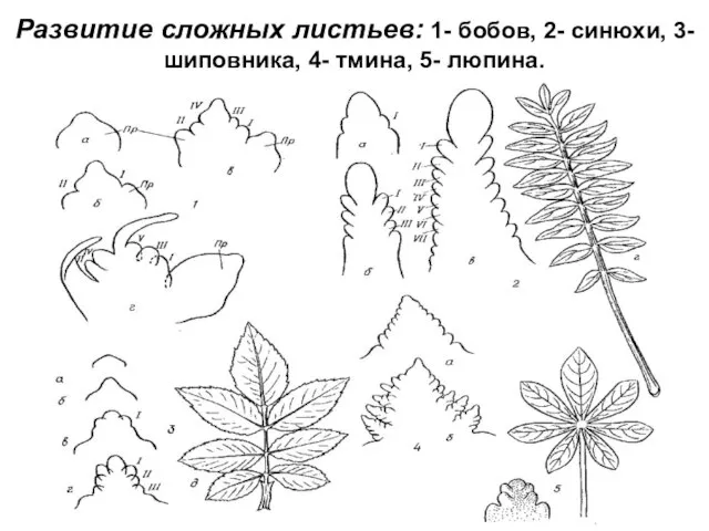 Развитие сложных листьев: 1- бобов, 2- синюхи, 3- шиповника, 4- тмина, 5- люпина.