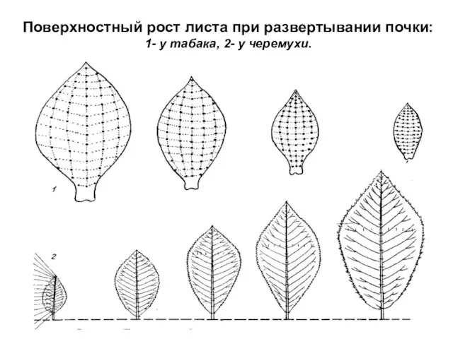 Поверхностный рост листа при развертывании почки: 1- у табака, 2- у черемухи.