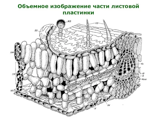 Объемное изображение части листовой пластинки