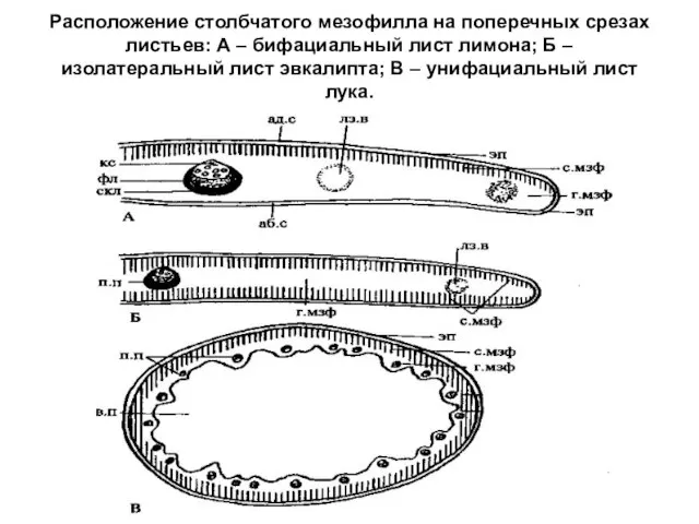 Расположение столбчатого мезофилла на поперечных срезах листьев: А – бифациальный лист лимона;