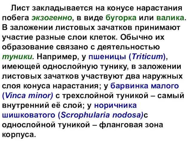 Лист закладывается на конусе нарастания побега экзогенно, в виде бугорка или валика.