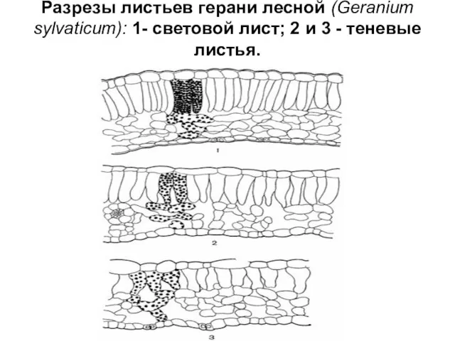 Разрезы листьев герани лесной (Geranium sylvaticum): 1- световой лист; 2 и 3 - теневые листья.