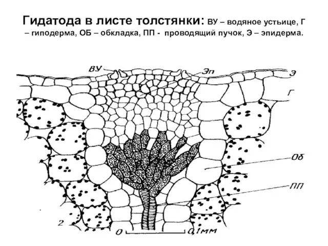 Гидатода в листе толстянки: ВУ – водяное устьице, Г – гиподерма, ОБ