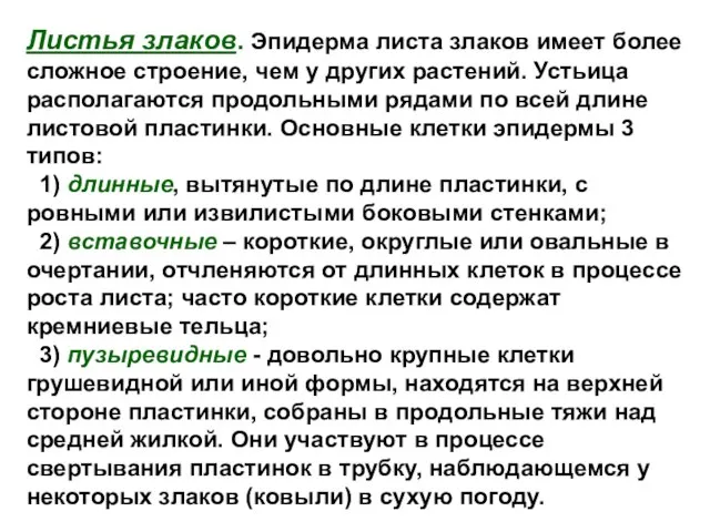 Листья злаков. Эпидерма листа злаков имеет более сложное строение, чем у других