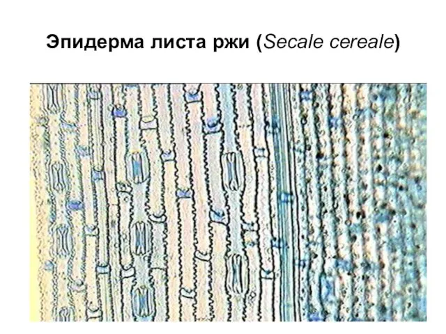 Эпидерма листа ржи (Secale cereale)