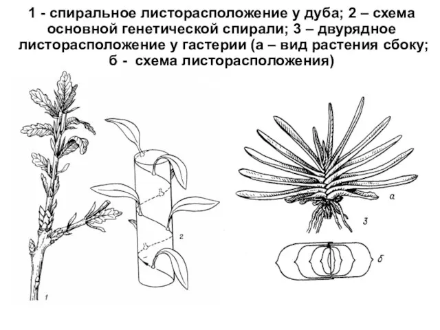 1 - спиральное листорасположение у дуба; 2 – схема основной генетической спирали;