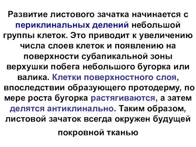 Развитие листового зачатка начинается с периклинальных делений небольшой группы клеток. Это приводит