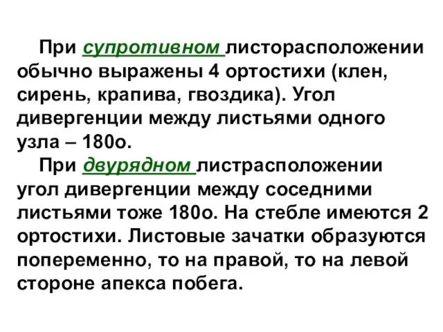 При супротивном листорасположении обычно выражены 4 ортостихи (клен, сирень, крапива, гвоздика). Угол