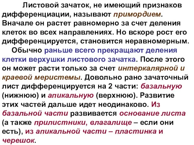 Листовой зачаток, не имеющий признаков дифференциации, называют примордием. Вначале он растет равномерно