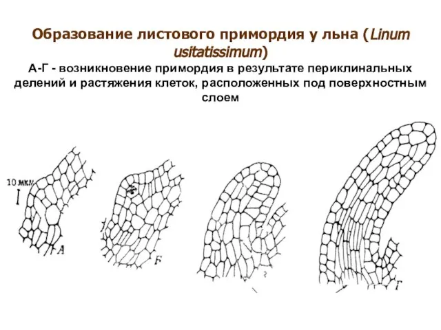 Образование листового примордия у льна (Linum usitatissimum) A-Г - возникновение примордия в