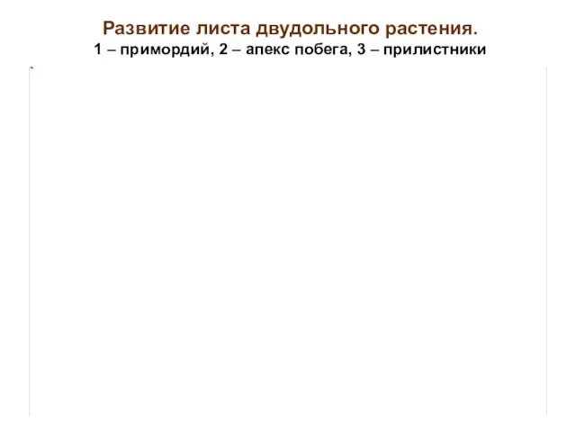 Развитие листа двудольного растения. 1 – примордий, 2 – апекс побега, 3 – прилистники