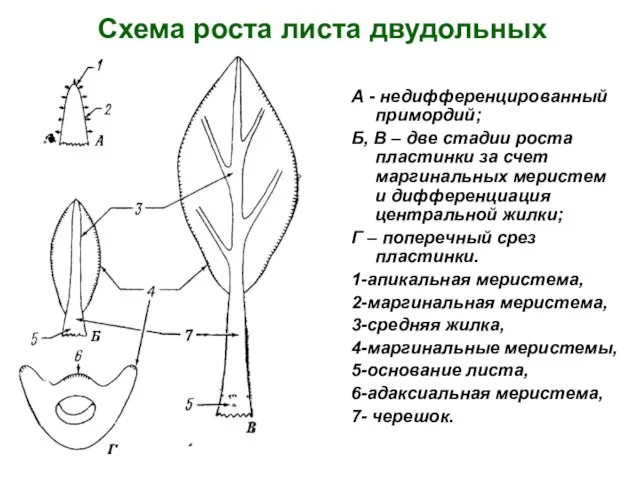 Схема роста листа двудольных А - недифференцированный примордий; Б, В – две