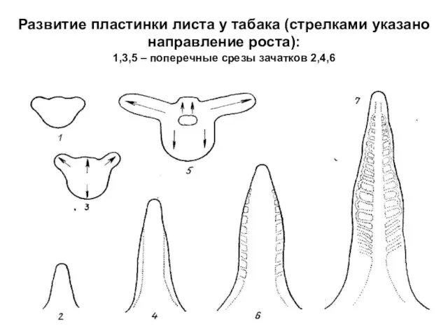 Развитие пластинки листа у табака (стрелками указано направление роста): 1,3,5 – поперечные срезы зачатков 2,4,6