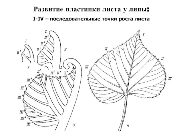 Развитие пластинки листа у липы: I-IV – последовательные точки роста листа