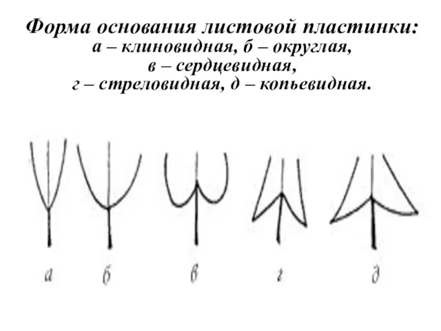 Форма основания листовой пластинки: а – клиновидная, б – округлая, в –