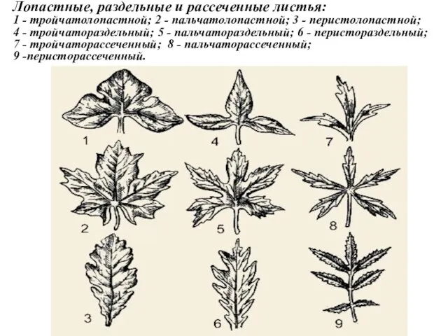 Лопастные, раздельные и рассеченные листья: 1 - тройчатолопастной; 2 - пальчатолопастной; 3