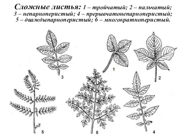 Сложные листья: 1 – тройчатый; 2 – пальчатый; 3 – непарноперистый; 4