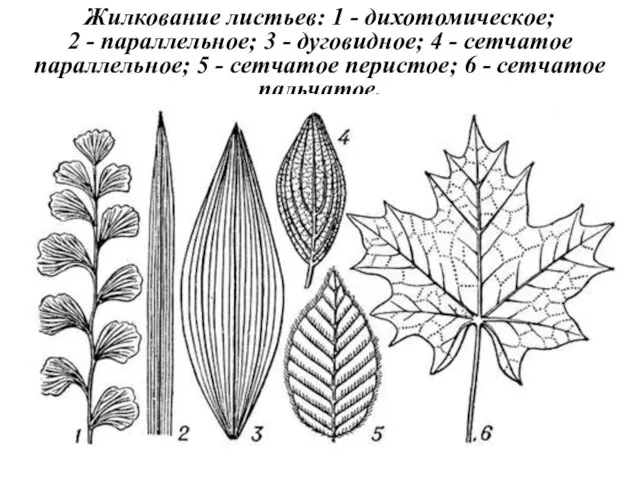 Жилкование листьев: 1 - дихотомическое; 2 - параллельное; 3 - дуговидное; 4