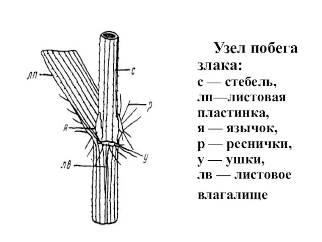 Узел побега злака: с — стебель, лп—листовая пластинка, я — язычок, р