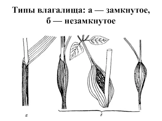 Типы влагалища: а — замкнутое, б — незамкнутое