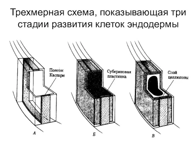 Трехмерная схема, показывающая три стадии развития клеток эндодермы