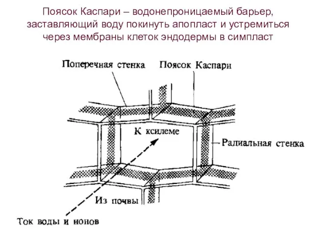 Поясок Каспари – водонепроницаемый барьер, заставляющий воду покинуть апопласт и устремиться через