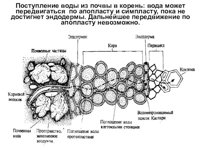 Поступление воды из почвы в корень: вода может передвигаться по апопласту и