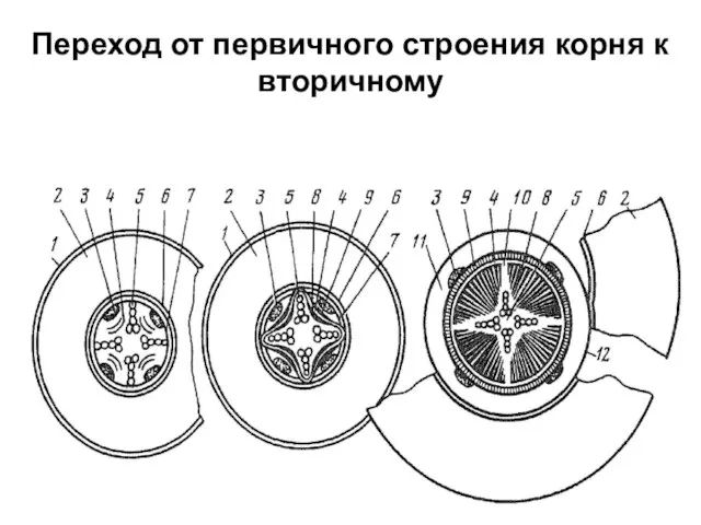 Переход от первичного строения корня к вторичному