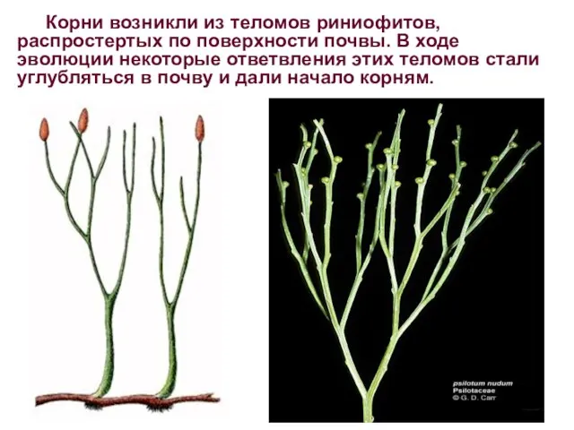 Корни возникли из теломов риниофитов, распростертых по поверхности почвы. В ходе эволюции