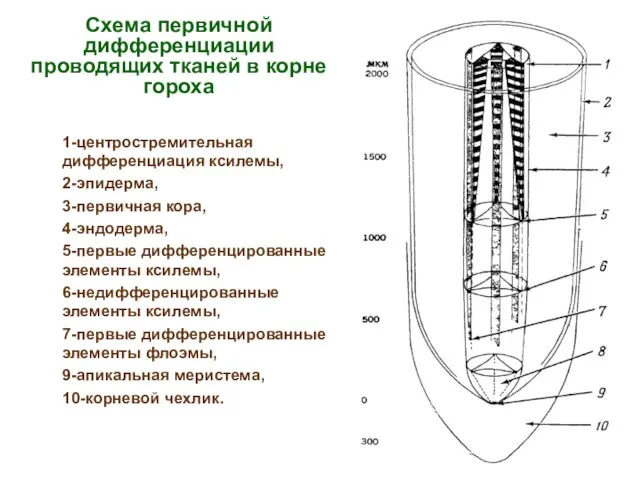 Схема первичной дифференциации проводящих тканей в корне гороха 1-центростремительная дифференциация ксилемы, 2-эпидерма,