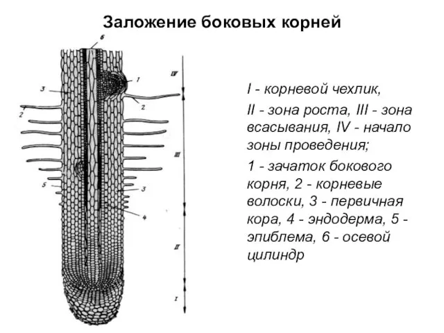 Заложение боковых корней I - корневой чехлик, II - зона роста, III