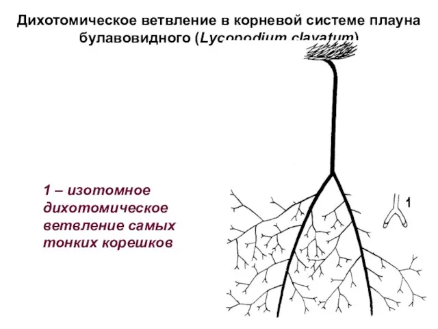 Дихотомическое ветвление в корневой системе плауна булавовидного (Lycopodium clavatum) 1 – изотомное