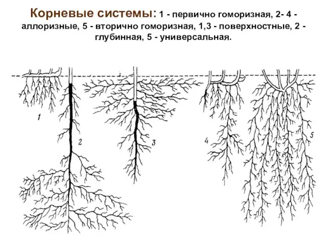 Корневые системы: 1 - первично гоморизная, 2- 4 - аллоризные, 5 -