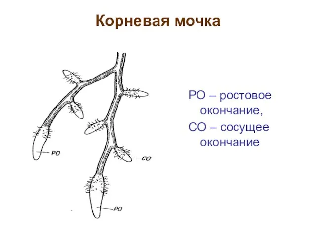 Корневая мочка РО – ростовое окончание, СО – сосущее окончание