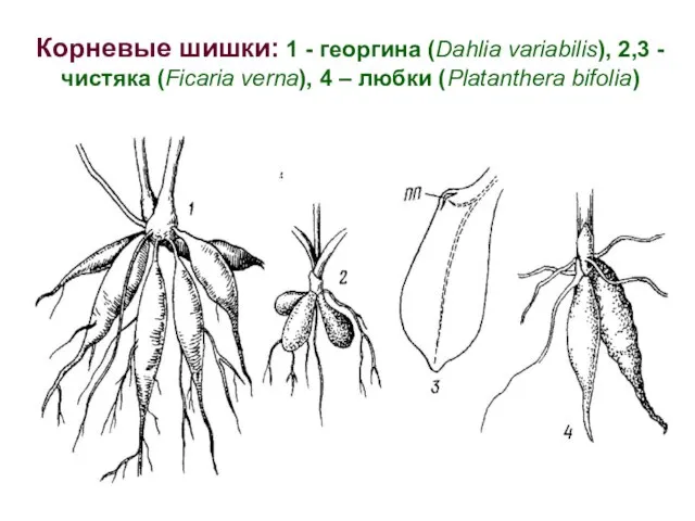 Корневые шишки: 1 - георгина (Dahlia variabilis), 2,3 - чистяка (Ficaria verna),
